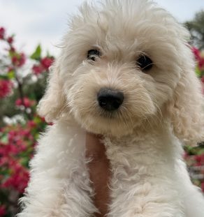 Purebred Bolognese Puppy Available in India – Tegha Kennel