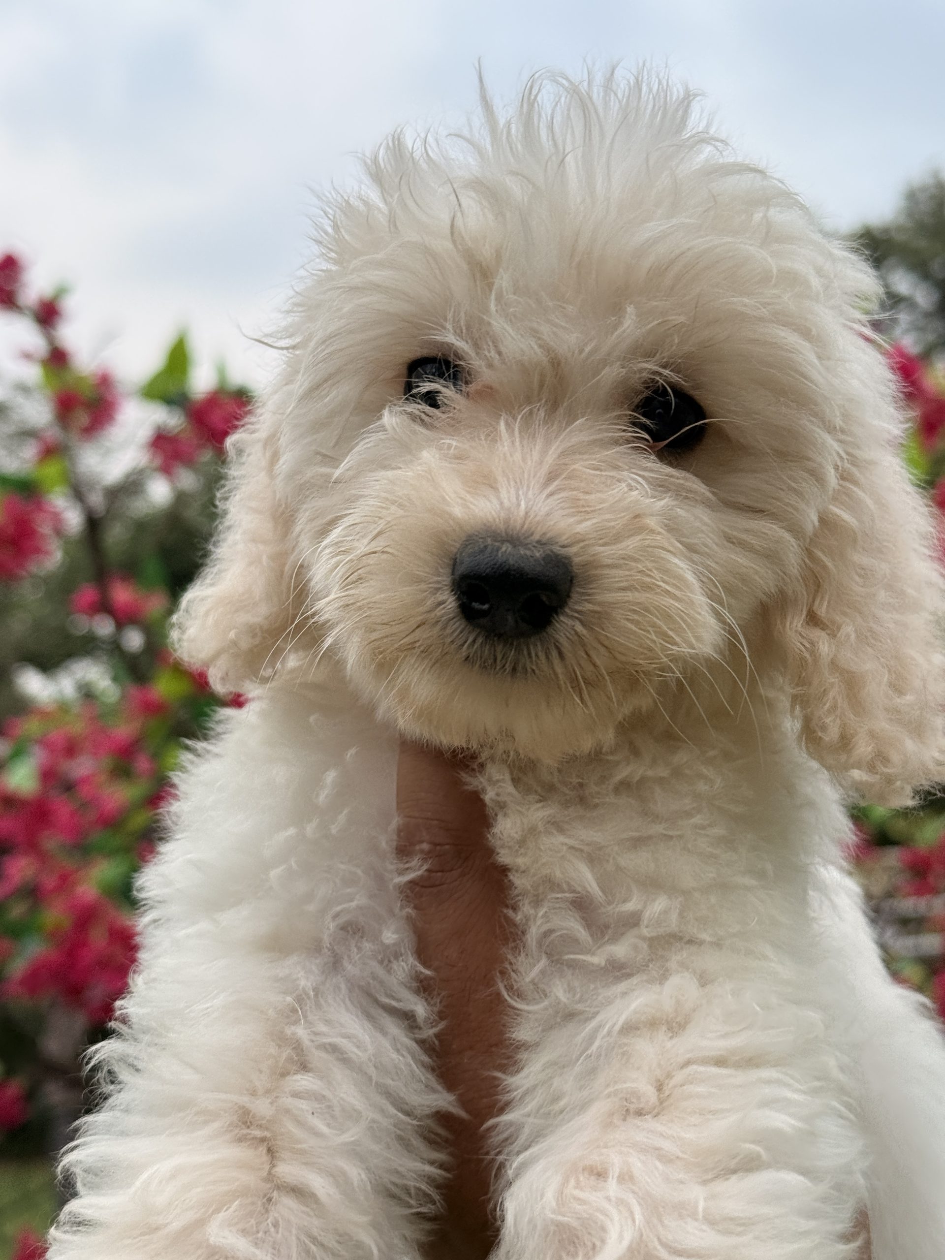 Purebred Bolognese Puppy Available in India – Tegha Kennel