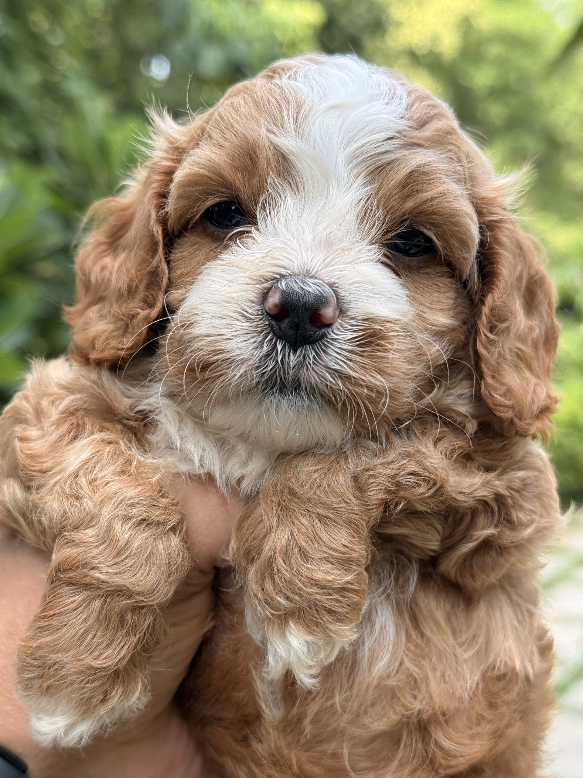 9-Week-Old Bernedoodle Puppies Available for Toronto Canada