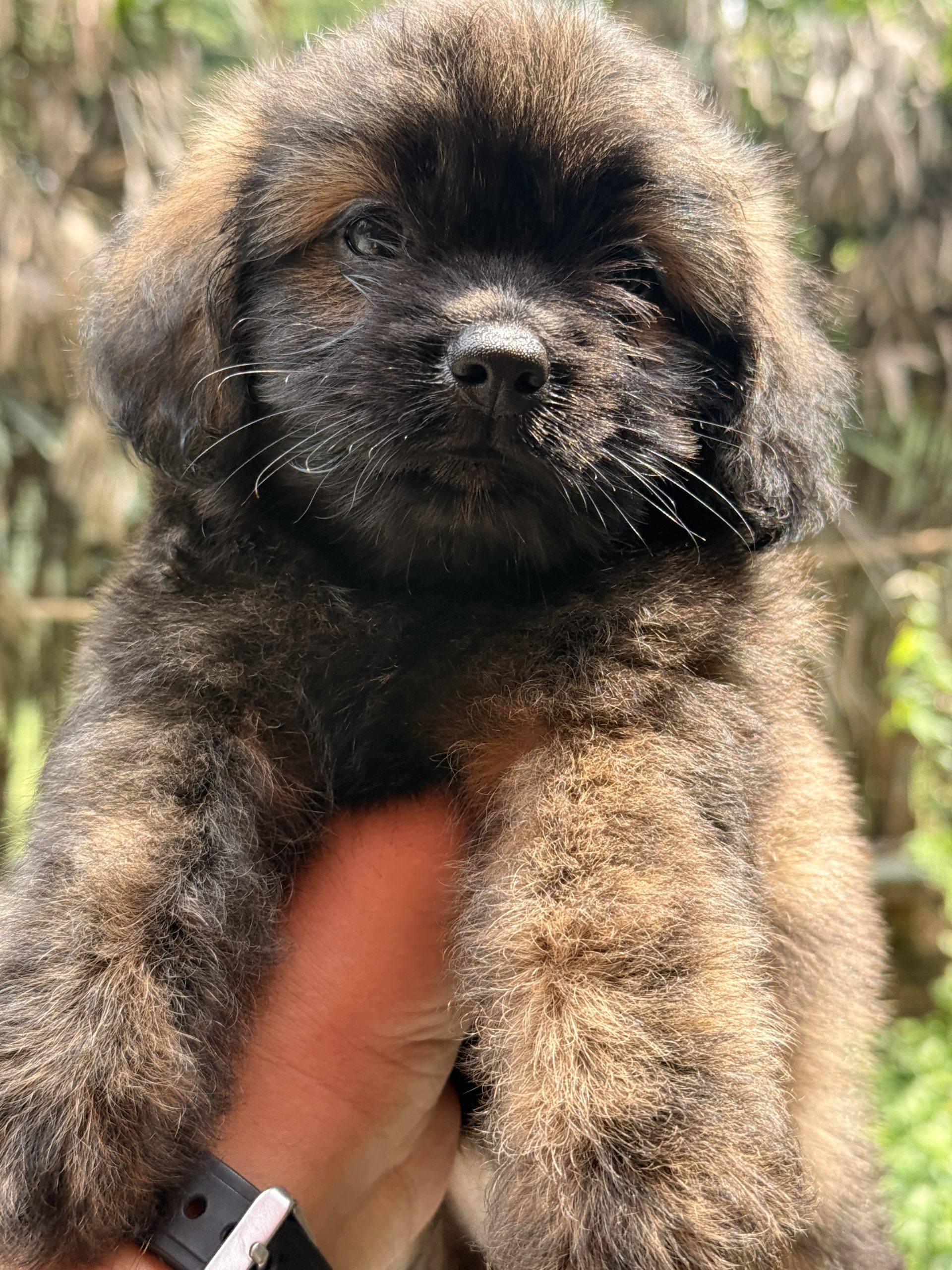 Crate-Trained Bernedoodle Puppy for Safe International Travel