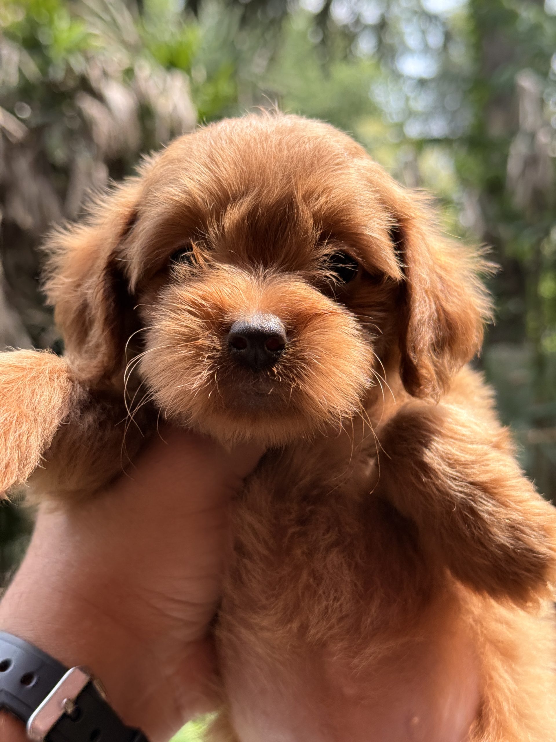 Grooming-Trained Low-Shedding Bernedoodle Puppy
