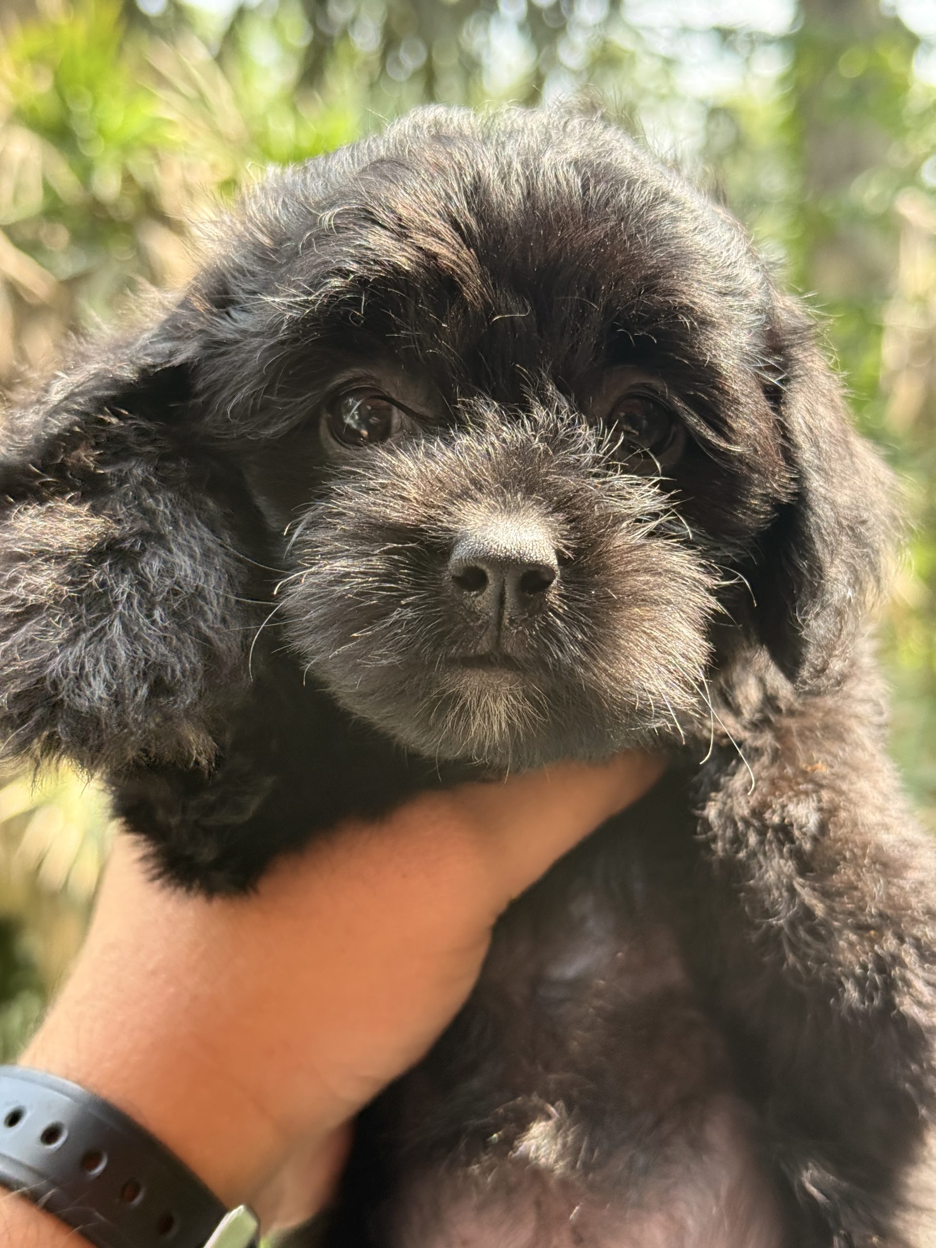 Temperament-Tested Bernedoodle – Service Dog Candidate