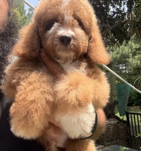 9-Week-Old Bernedoodle Puppy Available for Toronto Canada