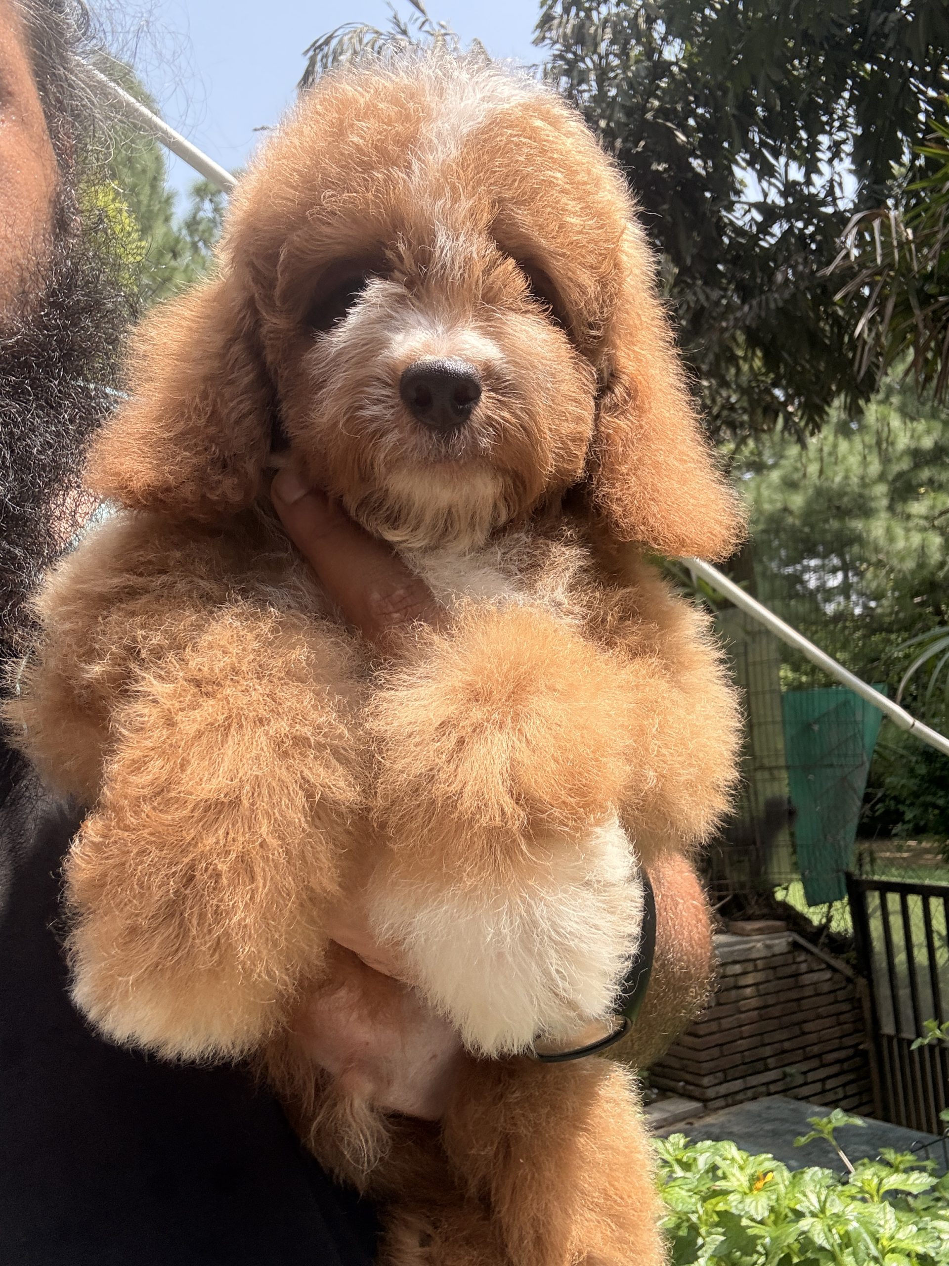 9-Week-Old Bernedoodle Puppy Available for Toronto Canada