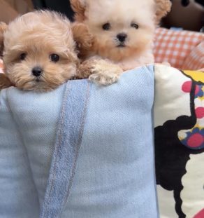 9-week-old Maltipoo puppy at Tegha Kennel in India