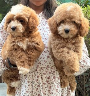 Teddy Bear Bernedoodle Puppy Available for Dubai