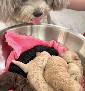 ed Poodle Puppy Available in India – Tegha Kennel