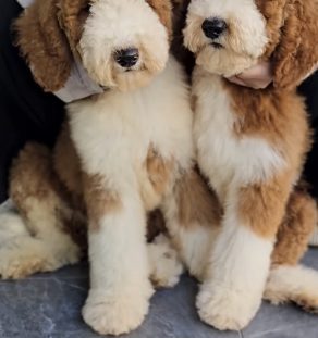 parti color standard poodle puppies for sale in india