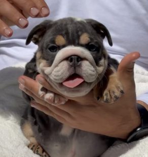Exotic Lilac and Blue English Bulldog Puppies