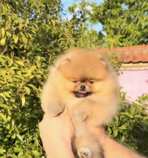 Orange Boo Teddy Bear Pomeranian – Purebred Lineage