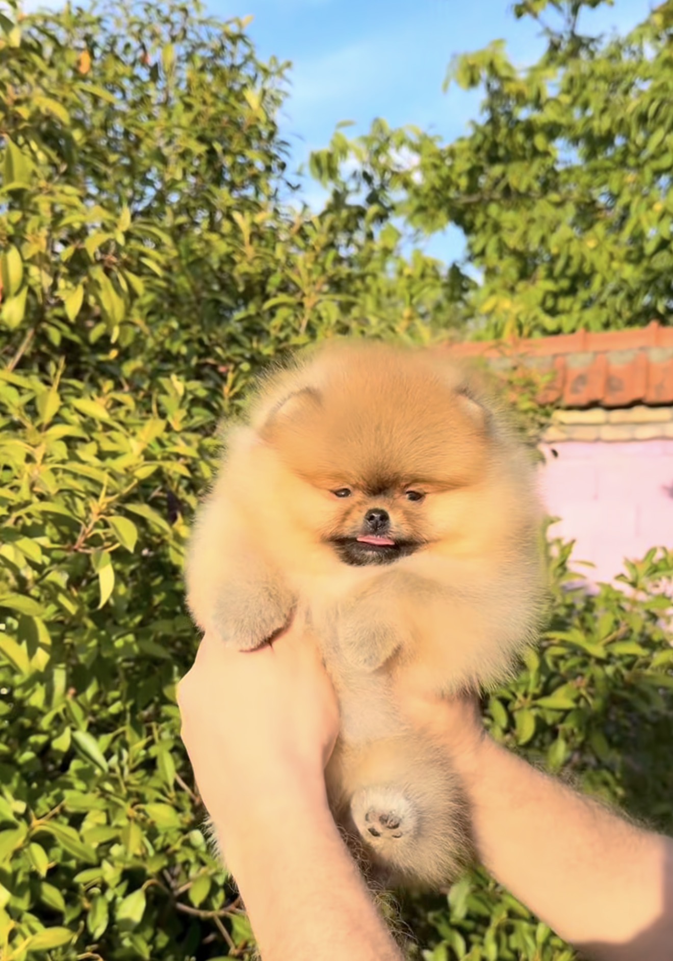 Orange Boo Teddy Bear Pomeranian – Purebred Lineage