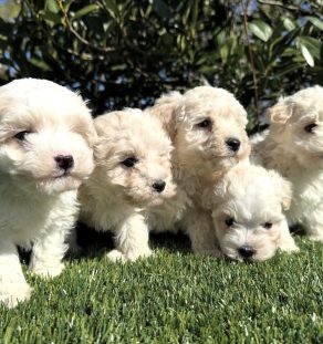 Snow white Maltipoo puppy sitting on the grass at Tegha Kennel facility in Delhi