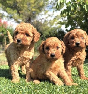 2-month-old gold and red Groodle (Goldendoodle) puppy sitting at Tegha Kennel 40-acre facility in Delhi